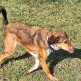 Picture of dog lost at Laffite Toupiere