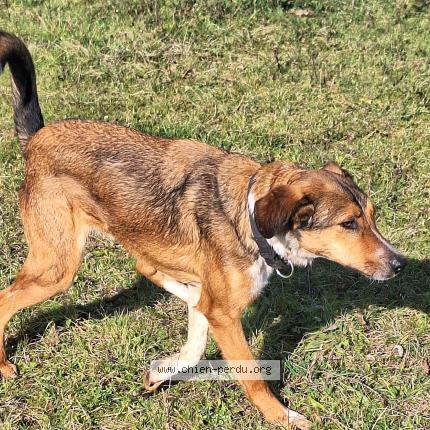 Photo 1/1 Cookie Chien lost in Laffite toupiere