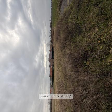 Photo 1/1 Found dog Found in Wallers