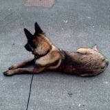 Picture of dog lost at Craponne