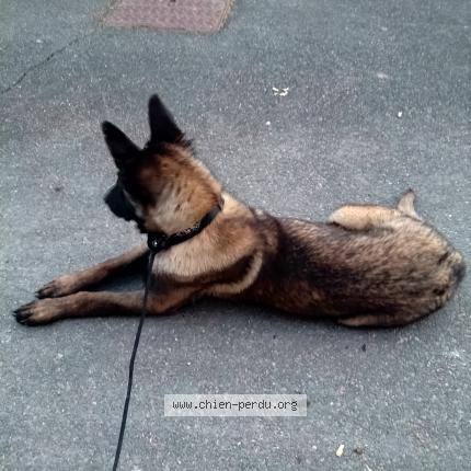 Photo 1/1 ATHENA Chien lost in Craponne