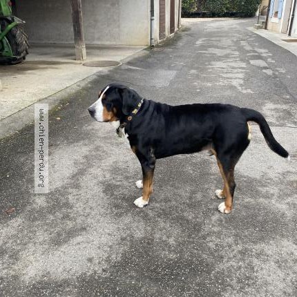 Foto eines gefundenen Hundes in Anieres