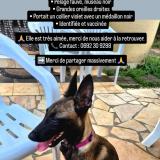 Picture of dog lost at St Andre