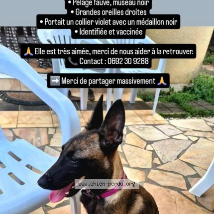 Photo 1/1 Sky Chien lost in St andre