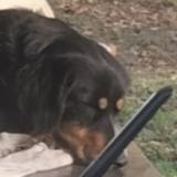 Picture of dog lost at Ibos