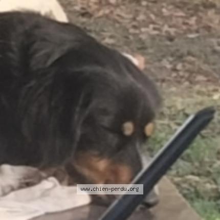 Photo 1/1 Vanille Chien lost in Ibos