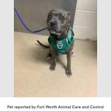 Picture of dog lost at Fort Worth