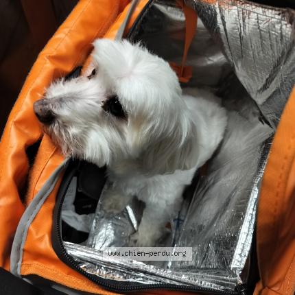 Photo 1/1 Found dog Found in Anderlecht