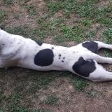 Picture of dog lost at Lachamp Ribennes