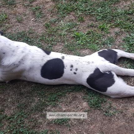 Photo 1/1 Tessa Chien lost in Lachamp ribennes