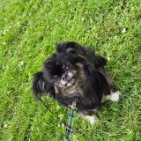 Picture of dog lost at Jumet