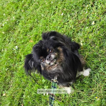 Photo 1/1 Dolce dodo Chien lost in Jumet