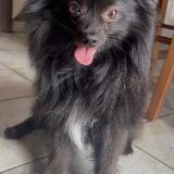 Picture of dog lost at Pouillon