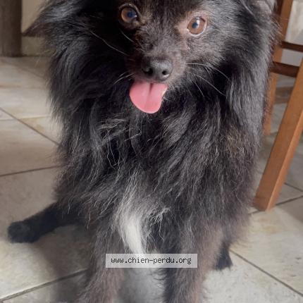 Photo 1/1 Koda Chien lost in Pouillon