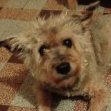 Picture of dog lost at Malzy