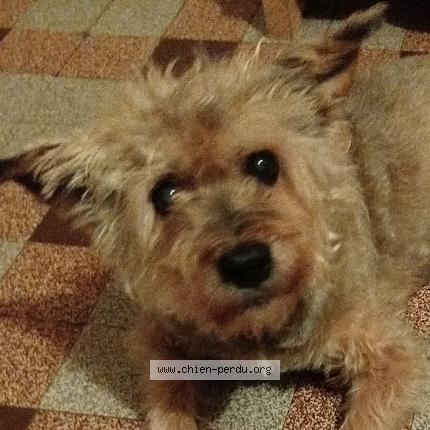 Photo 1/1 Flora Chien lost in Malzy