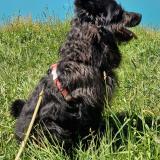 Picture of dog lost at Queige