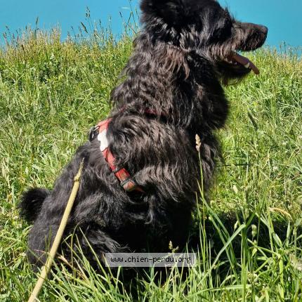 Photo 1/1 Pepsi Chien lost in Queige