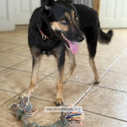 Photo 1/1 Neith Chien lost in La saline les bains