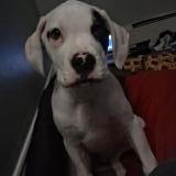 Picture of dog lost at Oshawa