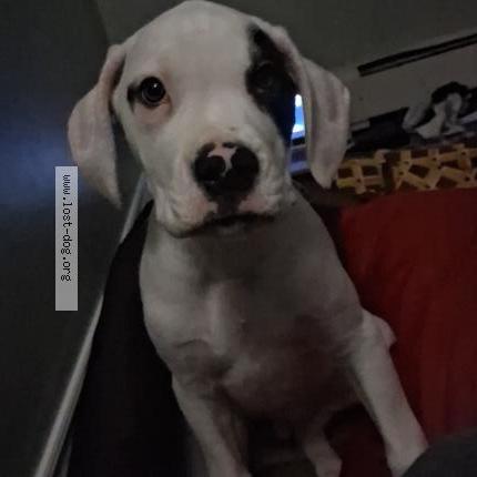 Photo 1/2 Spot Chien lost in Oshawa