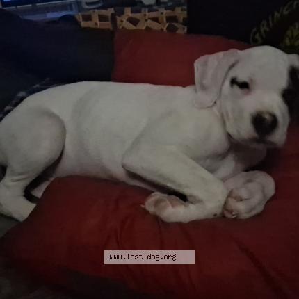 Photo 2/2 Spot Chien lost in Oshawa