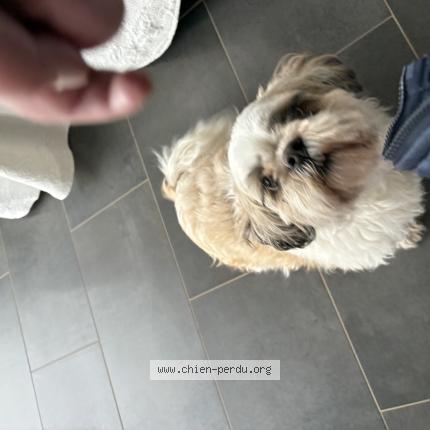 Photo 1/1 Found dog Found in Bormes les mimosas