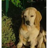 Picture of dog lost at Meymac