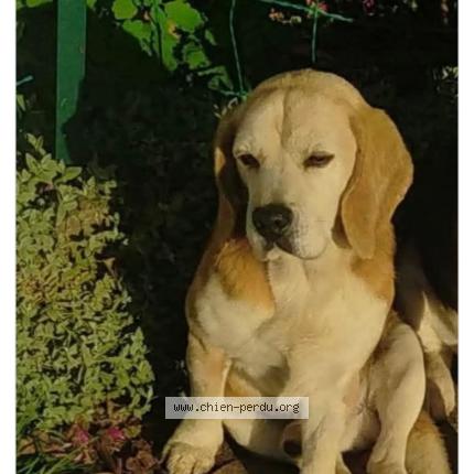 Photo 1/1 Jimmy Chien lost in Meymac