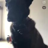 Picture of dog lost at Saint Maixme Hauterive