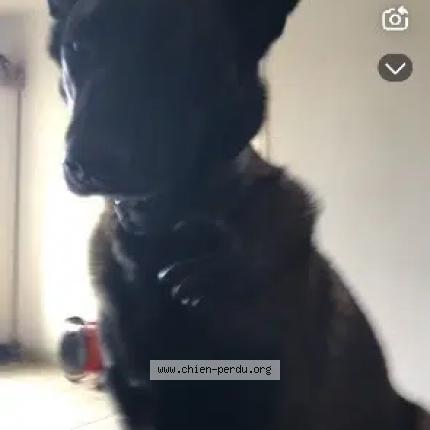 Photo 1/1 Orea Chien lost in Saint maixme hauterive