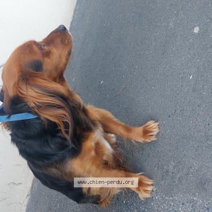 Photo 1/1 Found dog Found in Le perreux sur marne