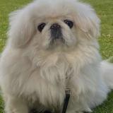 Picture of dog lost at Los Angeles