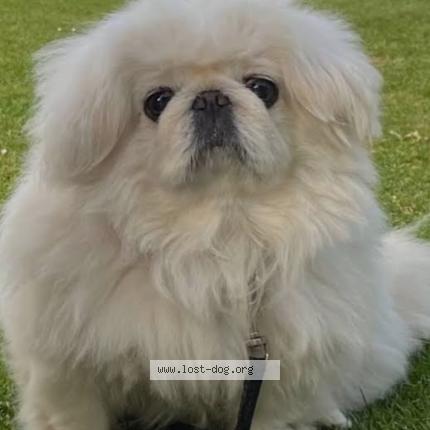 Photo 1/1 Charlie Dog lost in Los Angeles