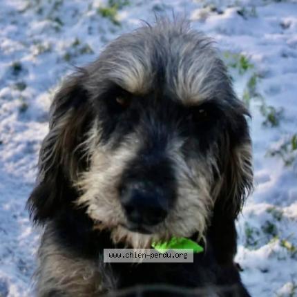 Photo 1/2 Otès Chien lost in Saint ciers sur gironde