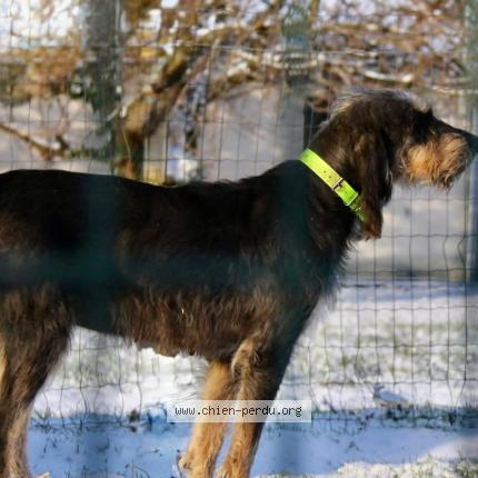 Photo 2/2 Otès Chien lost in Saint ciers sur gironde