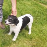 Picture of dog lost at Combree