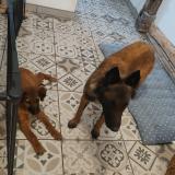 Picture of dog lost at L Abergement Sainte Colombe