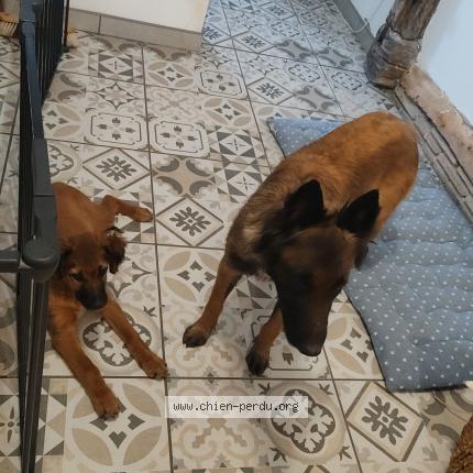 Photo 1/1 Urus Chien lost in L abergement sainte colombe