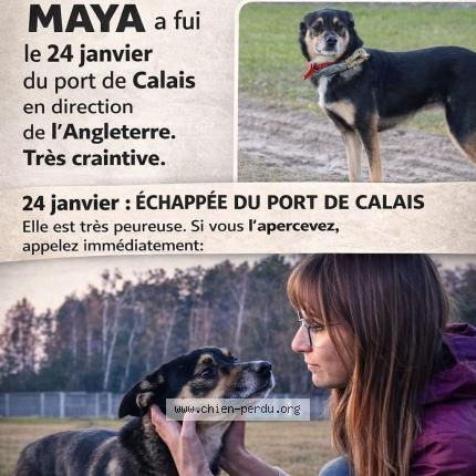 Photo 1/1 maya Chien lost in Calais