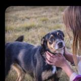 Picture of dog lost at Calais