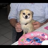 Picture of dog lost at Muret