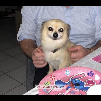 Photo 1/1 Tchikitin Chien lost in Muret