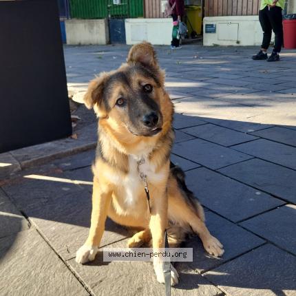 Photo 1/1 Rocket Chien lost in Marseille