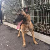 Picture of dog found at Perpignan