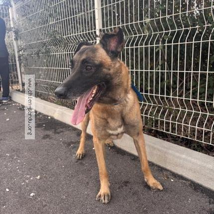 Photo 1/1 Found dog Found in Perpignan