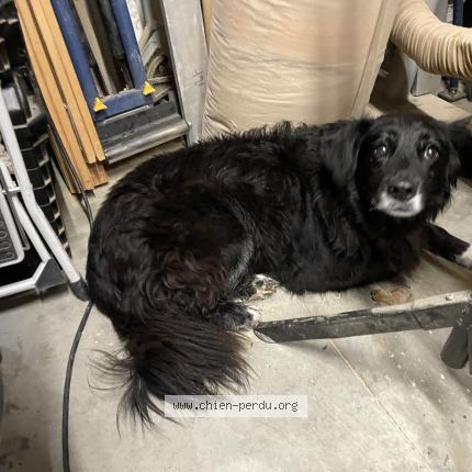 Photo 1/1 Found dog Found in Anglet