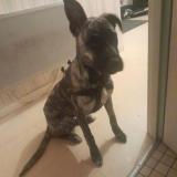 Picture of dog lost at Mouilleron En Pareds