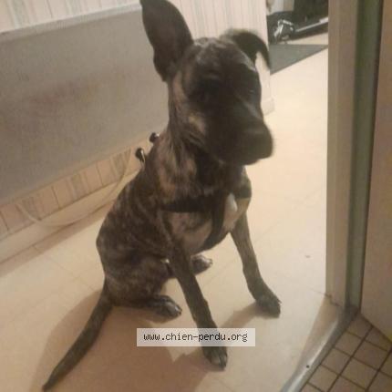 Photo 1/1 Arkana Chien lost in Mouilleron en pareds