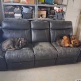 Picture of dog lost at Montagnieu